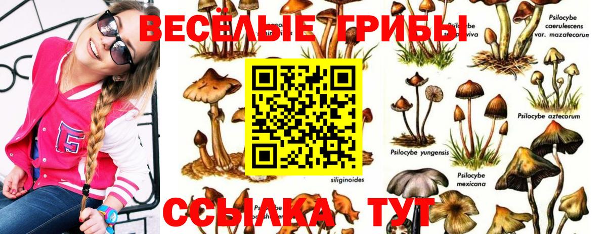 Вышний Волочёк  Псилоцибиновые грибы Psilocybine cubensis  Вход с VPN  Галлюциногенные грибы MAGIC MUSHROOMS 